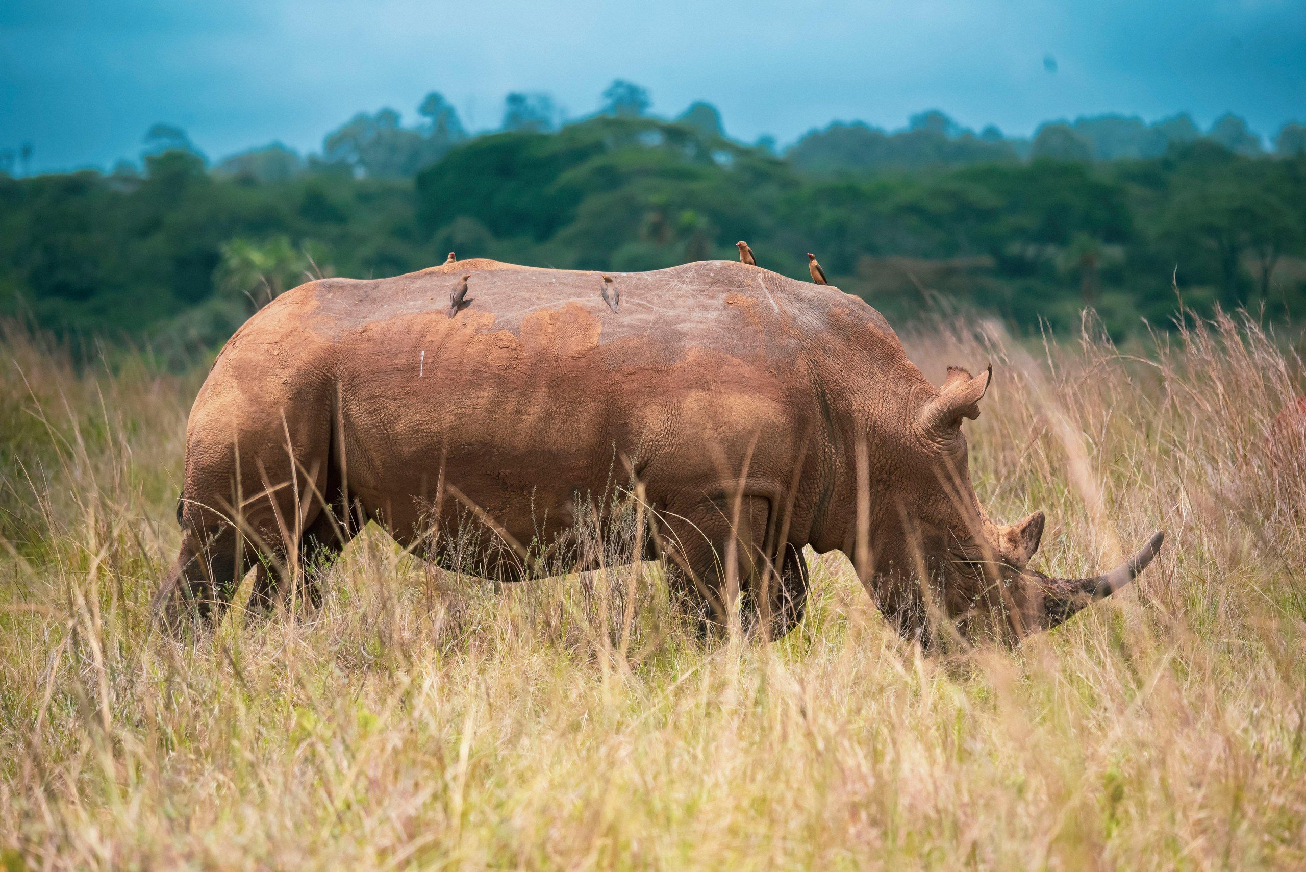 Scenic view in Nairobi National Park